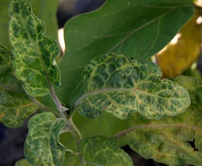 <b><i>Eggplant mottled dwarf virus</i></b>, EMDV en berenjena.