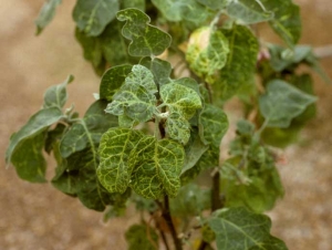 <b><i>Eggplant mottled dwarf virus</i></b>, EMDV en berenjena.