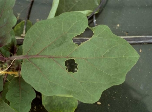 <b> Polillas </b> (noctuidos) en berenjena.