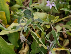 <b><i>Candidatus</i> Phytoplasma sp. </b>(Fitoplasma responsable del stolbur) en berenjena.