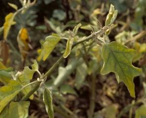 <b><i>Candidatus</i> Phytoplasma sp. </b>(Fitoplasma responsable del stolbur) en berenjena.