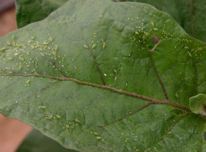 <b> Pulgones </b> en hoja de berenjena.