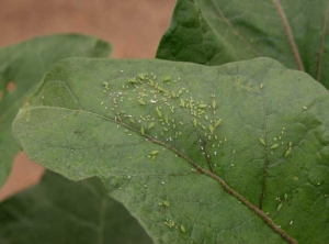 <b> Pulgones </b> en hoja de berenjena.