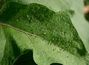 <b> Pulgones </b> en hoja de berenjena.