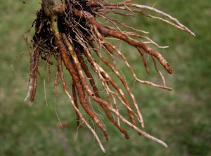 <i> <b> Pyrenochaeta lycopersici </b> </i> (enfermedad de la raíz corchosa) y <i> <b> Colletotrichum coccodes </b> </i> (pudrición de la raíz, antracnosis) en berenjena.