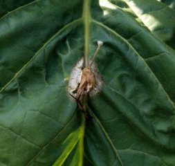 <i> <b> Sclerotinia sclerotiorum </b> </i> en berenjena.