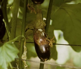 <i> <b> Sclerotinia sclerotiorum </b> </i> en berenjena.