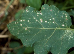 A medida que envejecemos, estos pequeños puntos se secan por completo y la hoja finalmente se cae, revelando un agujero.  <i> <b> Stemphylium solani </b> </i> (mancha gris de la hoja)