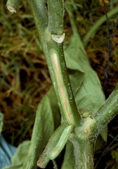 <b> <i> Verticillium dahliae </i> </b> sobre berenjena.