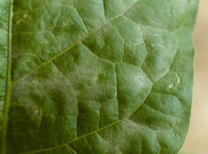 <b> <i> Oidium </i> sp. </b> (Oídios, mildiú polvoriento) sobre berenjena.