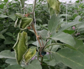 <i> <b> Sclerotinia sclerotiorum </b> </i>  sobre berenjena.