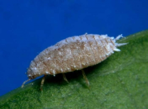 Aspecto de una oruga rosada que mide en promedio 4 mm de largo (<i> <b> Pseudococcus viburni </b> </i>, cochinillas)