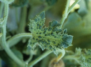 Lámina muy dentada y cubierta de ampollas muy pronunciadas. <b><i>Zucchini yellow mosaic virus</i></b>, ZYMV.

