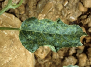 Esta hoja lanceolada ha adquirido el aspecto de una hoja de roble;  también presenta un mosaico bastante marcado. <b><i>Squash mosaic virus</i></b>, SqMV.

