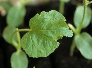 Malformación de una hoja joven de melón después de una quemadura leve que se produjo muy temprano en el meristemo.  Este ahora está anormalmente cortado.  <b> Fitotoxicidad </b>