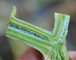 Sobre estas bases de ramas cortadas longitudinalmente, la coloración de ciertos vasos está bien marcada. Tienen un tinte pardusco bastante difuso. <b> <i> Verticillium dahliae </i> </b> (marchitez por verticillium)