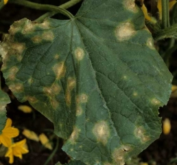 Manchas grandes, más bien circulares, oscuras en la periferia y grisáceas en el centro se encuentran dispersas en esta lámina. <b> <i> Colletotrichum orbiculare </i> </b> (antracnosis)