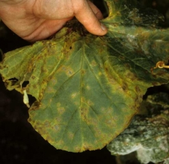 Aparecieron varias pequeñas manchas aceitosas en esta hoja de melón. Gradualmente se vuelven amarillos y gradualmente se vuelven necróticos, al mismo tiempo adquieren un tinte marrón a rojizo.
<i> <b> C. orbiculare </b> </i> (antracnosis)