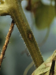 Esta lesión reciente en el tallo de un melón es húmeda y bastante alargada.  Su centro está cubierto de masas anaranjadas que caracterizan los ataques de <i> <b> C.  orbiculare </b> </i>