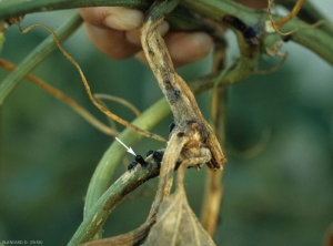 La intemperie primero húmedo, luego marrón oscuro, cubriendo una porción significativa de este tallo de melón.  Nótese la gran cantidad de exudados gomosos y pequeños puntos negros (peritecios o picnidios) en estos últimos.  <b> <i> Didymella bryoniae </i> </b>