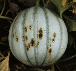 Manchas de cancro en forma de labios marrones con un centro más negro.  <b> <i> Cladosporium cucumerinum </i> </b>