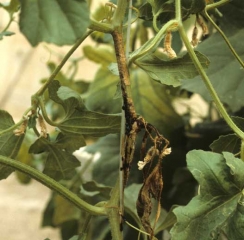 Una lesión necrótica se extiende sobre una gran sección de este tallo de melón.  De color beige a marrón, está parcialmente cubierto de llamativos exudados gomosos de color marrón rojizo.  <i> <b> Didymella bryoniae </b> </i>