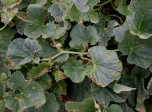 C-cucumerinum_melon_DB_548