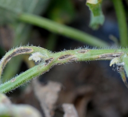 <b> <i> Cladosporium cucumerinum </i> </b> está en el origen de estos numerosos estallidos longitudinales de chancro en el tallo y el pecíolo del melón.  Un denso plumón gris verdoso cubre las lesiones.  (cladosporiosis)