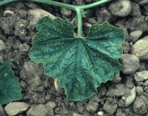 Bandas venosas muy marcadas que también afectan a las venas secundarias. <b><i>Squash mosaic virus</i></b>, SqMV.