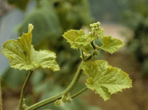 Detención del crecimiento y coloración amarillenta de las hojas del ápice del melón.<b><i>Zucchini yellow mosaic virus</i></b>, ZYMV.