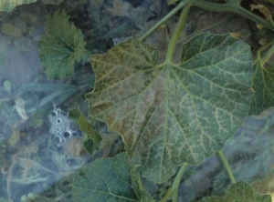 Adelgazamiento de las venas y tejidos intervenosos de una hoja de melón, que adquiere un tinte bronceado.  <b> Fitotoxicidad </b>