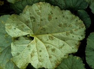 En la parte inferior de esta hoja, recientemente se han desarrollado manchas húmedas y aceitosas.  <b> <i> Pseudoperonospora cubensi </i> s </b> (mildiú velloso)