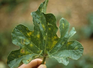 El mildiú polvoroso a veces se puede expresar de manera diferente en forma de manchas amarillas difusas visibles en la parte superior de esta hoja de melón. <i> <b> Podosphaera xanthii </b> </i> o <i> <b> Golovinomyces cichoracearum </b> </i> 