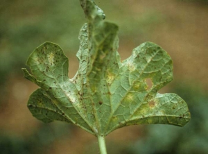 Debajo de las hojas con manchas amarillas, hay un discreto plumón blanco en su ubicación.  <i> <b> Podosphaera xanthii </b> </i> o <i> <b> Golovinomyces cichoracearum </b> </i> (oidio)