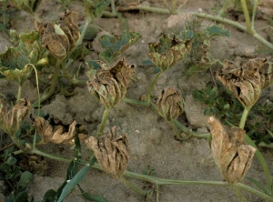 Todas las hojas de esta planta de melón están completamente secas, permaneciendo erectas y enrolladas sobre la planta.  <b> <i> Pseudoperonodpora cubensis </i> </b> (mildiú velloso)