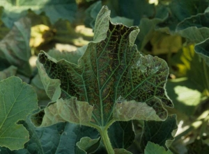 Casi todos los tejidos ubicados entre las venas de esta hoja de melón se vuelven marrones por necrosis paulatina.  <b> parrilla fisiológica </b>