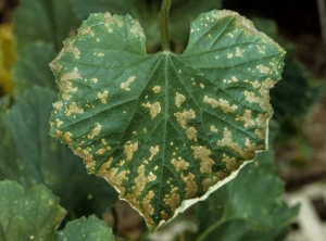 En esta hoja de melón son visibles lesiones necróticas necróticas de color beige, de apariencia seca y forma irregular. <b>Crown blight</b>