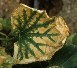 Los tejidos intervenosos de esta hoja de melón muestran un secado generalizado. <b>Crown blight</b>