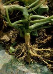 El cuello de este tallo de melón presenta un aspecto corchoso y grietas longitudinales;  está mojado al tacto.  Las raíces están en condiciones comparables.  <b> Corona y raíces corchosas no parasitarias </b>