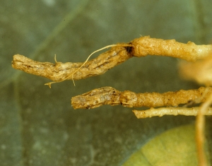 Estas dos raíces están rodeadas por mangas corchosas de color marrón oscuro, agrietadas a lo largo en algunos lugares.  <b> <i> Pyrenochaeta lycopersici </i> </b> (raíces corchosas)
