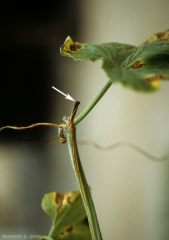 Una erosión bastante superficial de color marrón oscuro a marrón se desarrolló en este tallo de melón a partir de una herida de poda. <b><i>Melon necrotic spot virus</i>, MNSV</b>.