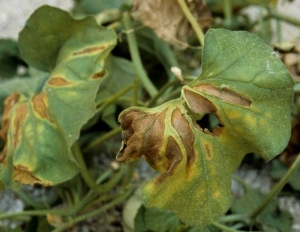 Posteriormente, la lámina de la hoja se necrosa y se seca entre las nervaduras.  <b> <i> Verticillium dahliae </i> </b> (marchitez por verticillium)