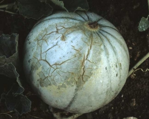 Posteriormente, la mancha puede curar superficialmente;  los tejidos corchosos en su lugar habiendo perdido su elasticidad se abren a medida que crece la fruta del melón.  <b> Quemaduras de sol </b>