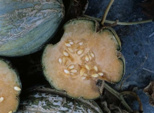 La pulpa de la fruta es jaspeada y de consistencia mucho más firme de lo normal.<b><i>Zucchini yellow mosaic virus</i></b>, ZYMV.