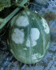 Grandes manchas blancas, ligeramente elevadas sobre frutos verdes. <b><i>Zucchini yellow mosaic virus</i></b>, ZYMV.