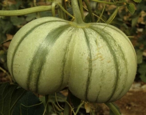 Esta fruta de melón da la impresión de que dos frutas siameses están una al lado de la otra.  <b> Fasciación de frutas </b>