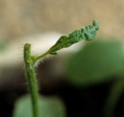 Hoja de melón anormalmente filiforme debido a un crecimiento incompleto de la lámina de la hoja.  <b> Fitotoxicidad </b>