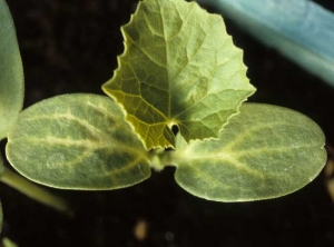 Coloración amarillenta de las venas de los 2 cotiledones de una plántula de melón.  <b> Fitotoxicidad </b>