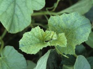 <b><i>Cucumber mosaic virus</i></b>, CMV</b> sur melon