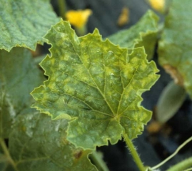 Síntoma en la hoja de <b><i>Cucumber mosaic virus</i>, CMV</b> : mosaico deformante, acompañado de discretas ampollas.